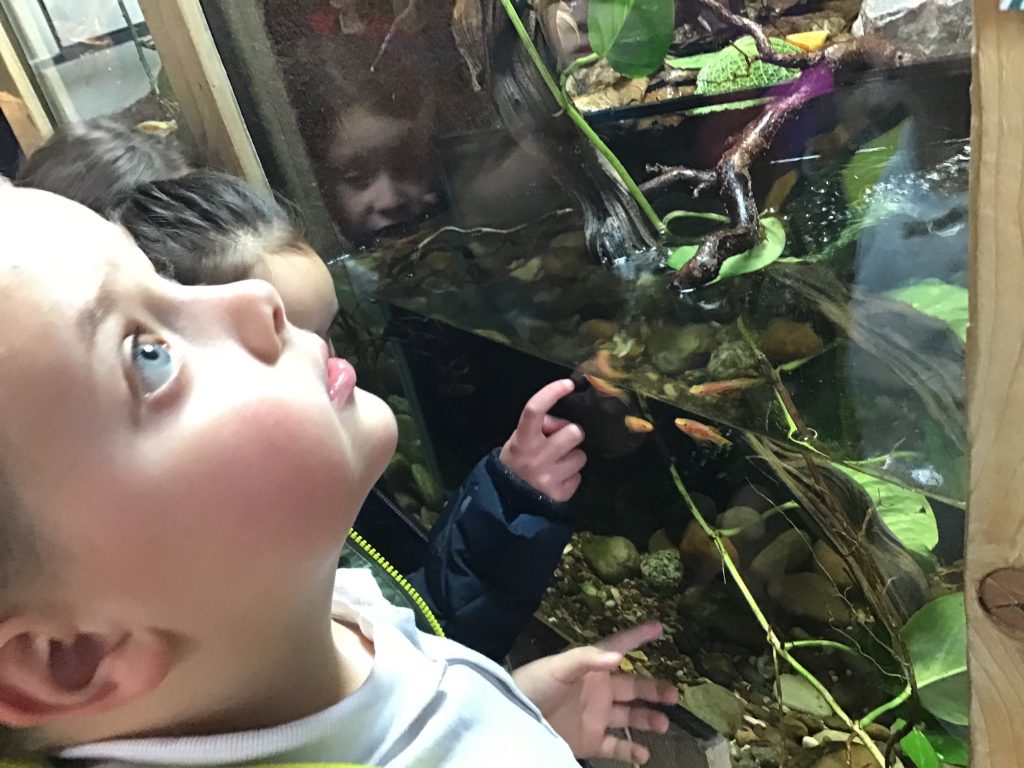 Year 1 and 2 Visit the Zoo Teignmouth Primary